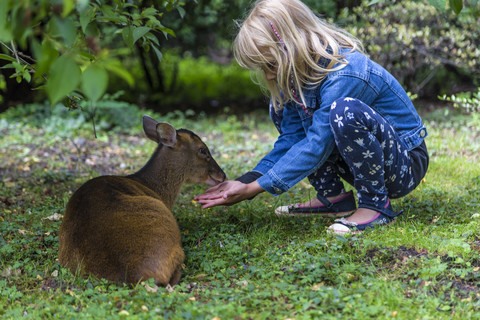 Mädchen auf Wiese füttert Rehe, lizenzfreies Stockfoto