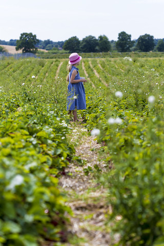 Kleines Mädchen steht auf einem Erdbeerfeld, lizenzfreies Stockfoto