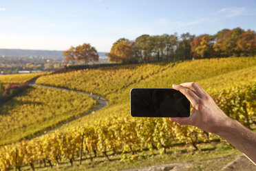 Cell phone picture in a vineyard - FMKF03363