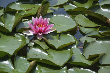 Pink water lily - AXF00787