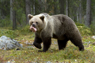 Finland, North Karelia, brown bear with prey in the woods - ZC00457