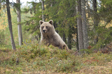 Finnland, Nordkarelien, Braunbär im Wald - ZC00459