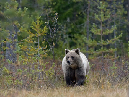 Finnland, Nordkarelien, Braunbär im Wald - ZC00461