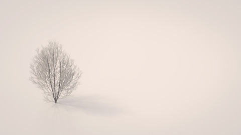 3D-Rendering, Kahler Ahornbaum auf weißem Hintergrund, lizenzfreies Stockfoto