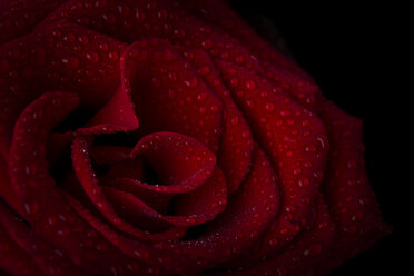 Blüte einer roten Rose mit Wassertropfen vor schwarzem Hintergrund, Nahaufnahme - MJOF01329