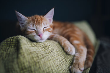 Porträt einer getigerten Katze, die auf der Rückenlehne einer Couch schläft - RAEF01627