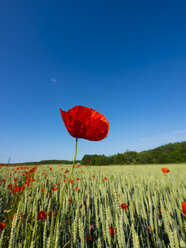 Mohn im Feld - AMF05195