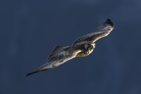 Peru, Andes, Chivay, Colca Canyon, Peregrine Falcon flying - FOF08483