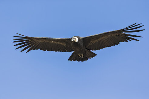 Peru, Anden, Chivay, Colca Canyon, Andenkondorflug - FOF08485