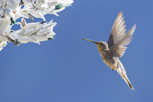 Peru, Anden, Chivay, Colca Canyon, Riesenkolibri an einer Bromelie - FOF08487