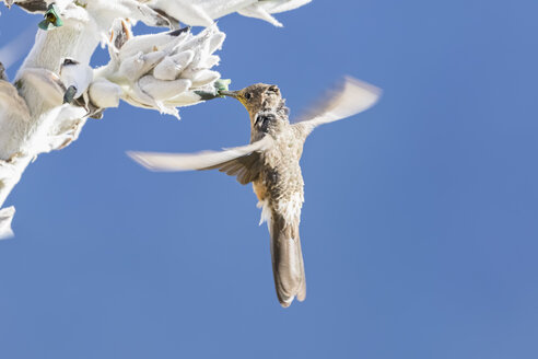 Peru, Anden, Chivay, Colca Canyon, Riesenkolibri an einer Bromelie - FOF08488