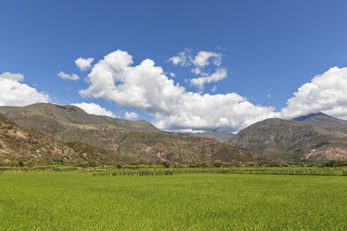 Peru, Provinz Jaen, Reisfelder am Rio Huancabamba - FOF08497