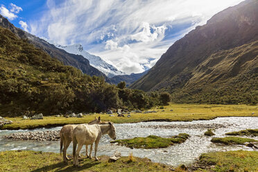 Peru, Anden, Cordillera Blanca, Huascaran National Park, Esel am Fluss Quebrada Demanda - FOF08512