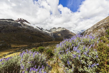 Peru, Anden, Cordillera Blanca, Huascaran-Nationalpark, Lupinen - FOF08525