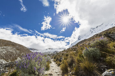 Peru, Anden, Cordillera Blanca, Huascaran National Park, Nevado Chacraraju, Lupinen - FOF08532
