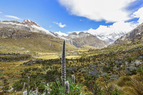 Peru, Anden, Cordillera Blanca, Huascaran National Park, Nevado Yanapaccha und Nevado Huascaran, Lupinen - FOF08535