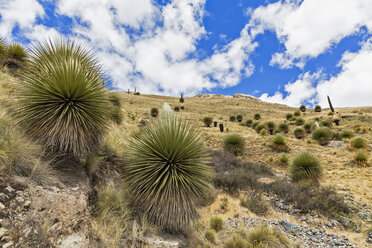 Peru, Anden, Cordillera Blanca, Huascaran National Park, Puya raimondii - FOF08566