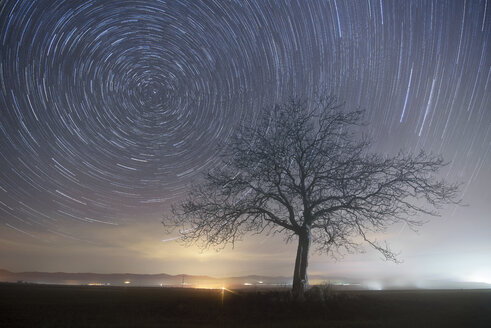 Star trails over a lonely tree - DHCF00022