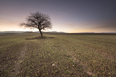 Einsamer Baum bei malerischem Sonnenuntergang - DHCF00023