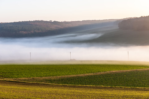 Deutschland, Baden-Württemberg, Tauberbischofsheim, ländliche Landschaft mit Bodennebel, lizenzfreies Stockfoto