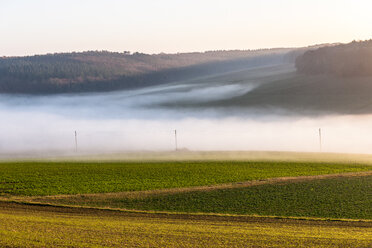 Germany, Baden-Wuerttemberg, Tauberbischofsheim, rural landscape with ground fog - EGBF00165