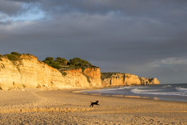 Portugal, Algarve, Lagos, dog on empty beach - NDF00624
