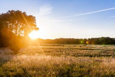 Germany, Schleswig-Holstein, herd of cows on pasture at sunset - EGBF00173