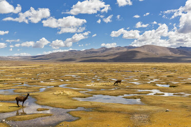 Peru, La Reserva Nacional Salinas y Aguada Blanca, Lamas im Sumpf - FOF08639