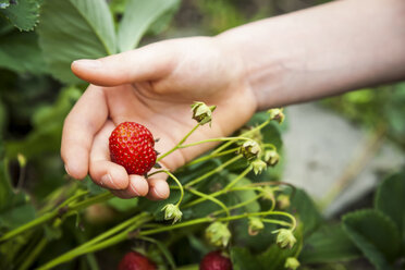 Erdbeere in der Hand - PAF01744