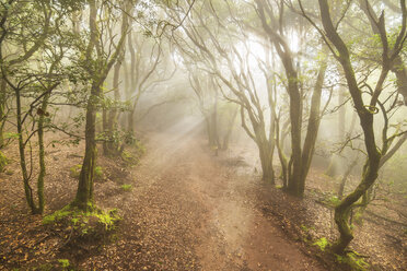 Spain, Canary island, Tenerife, misty forest in the Anaga mountains - DHCF00041