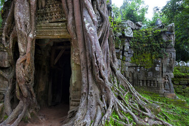 Tree roots growing over temple, Angkor, Cambodia stock photo