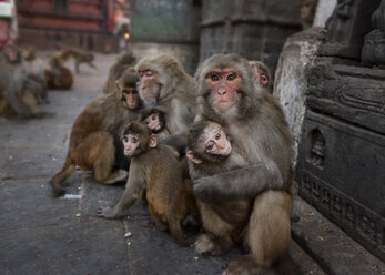 Nepal, Himalaya, Kathmandu, Affen im Swayambhunath-Tempel - ALRF00776