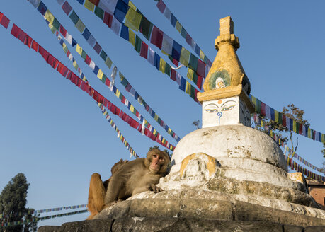 Nepal, Himalaya, Kathmandu, Swayambhunath Stupa mit Affen - ALRF00779