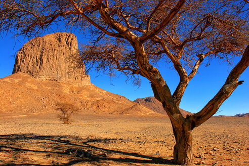 Algeria, Wilaya Tamanrasset, Hoggar Mountains, view to Ihrem with tree in the foreground - DSGF01407