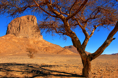 Algerien, Wilaya Tamanrasset, Hoggar-Gebirge, Blick auf Ihr mit Baum im Vordergrund - DSGF01407
