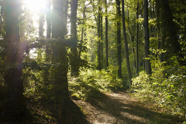Germany, Usedom, Koserow, Streckelsberg, forest at backlight - SIEF07245
