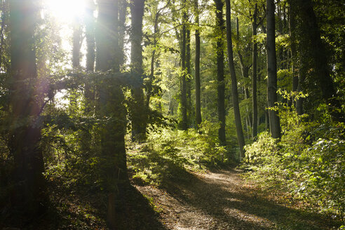 Deutschland, Usedom, Koserow, Streckelsberg, Wald im Gegenlicht - SIEF07245