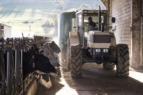 Traktor schüttet Futter für Kühe auf einem Bauernhof - ABZF01747