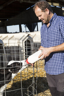 Landwirt füttert Kalb im Stall - ABZF01749