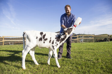 Landwirt füttert Kalb auf der Weide - ABZF01751