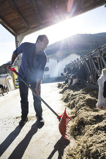Ein Landwirt benutzt eine Schaufel, um den Kühen auf einem Bauernhof das Futter näher zu bringen - ABZF01754