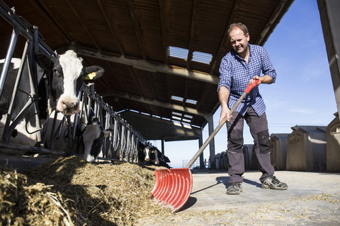 Ein Landwirt benutzt eine Schaufel, um den Kühen auf einem Bauernhof das Futter näher zu bringen, lizenzfreies Stockfoto