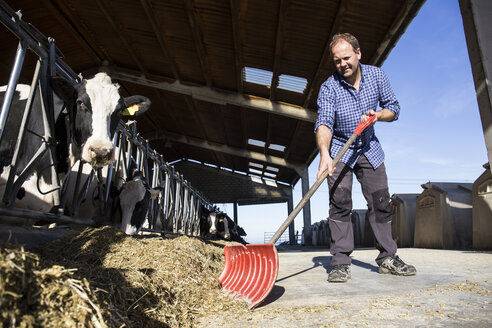 Ein Landwirt benutzt eine Schaufel, um den Kühen auf einem Bauernhof das Futter näher zu bringen - ABZF01755
