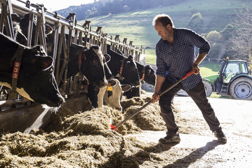 Ein Landwirt benutzt eine Schaufel, um den Kühen auf einem Bauernhof das Futter näher zu bringen - ABZF01756