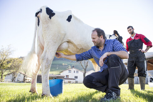 Landwirt melkt eine Kuh auf der Weide - ABZF01763