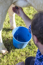Landwirt melkt eine Kuh auf der Weide - ABZF01764
