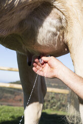 Hand eines Mannes beim Melken einer Kuh - ABZF01765