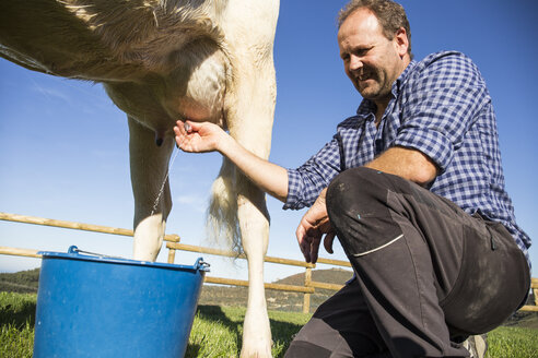 Landwirt melkt eine Kuh auf der Weide - ABZF01766