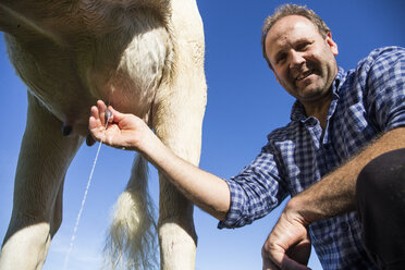 Landwirt beim Melken einer Kuh - ABZF01767