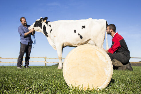 Käse mit Kuh und Bauern im Hintergrund auf einer Weide - ABZF01769